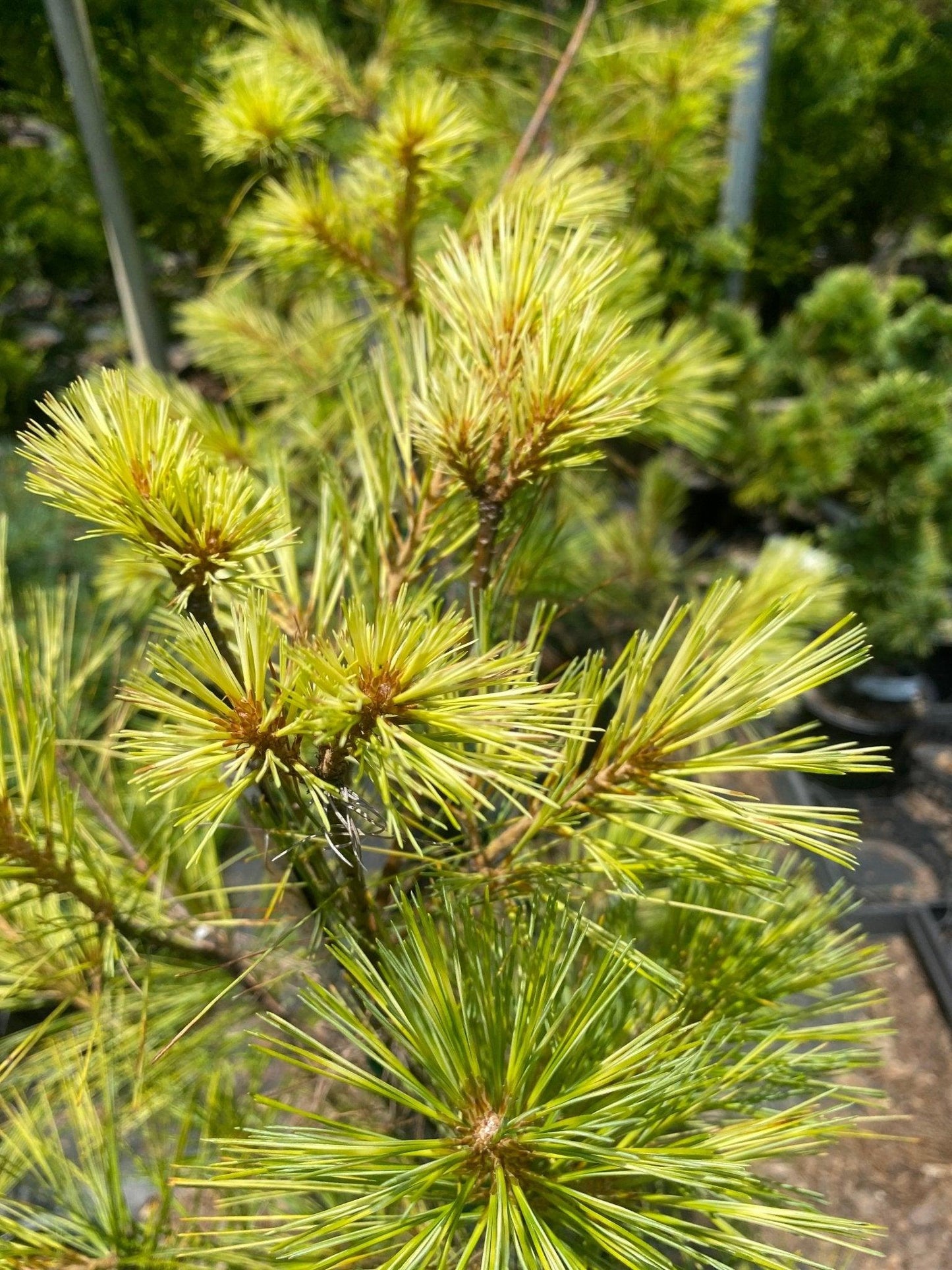 Pinus Strobus - View 20 from www redcrocus com