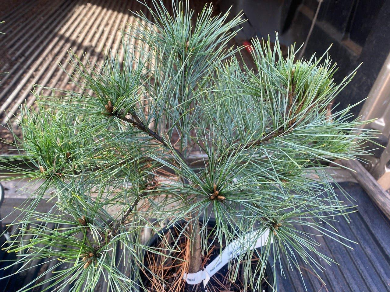 Pinus Strobus - View 22 from www redcrocus com