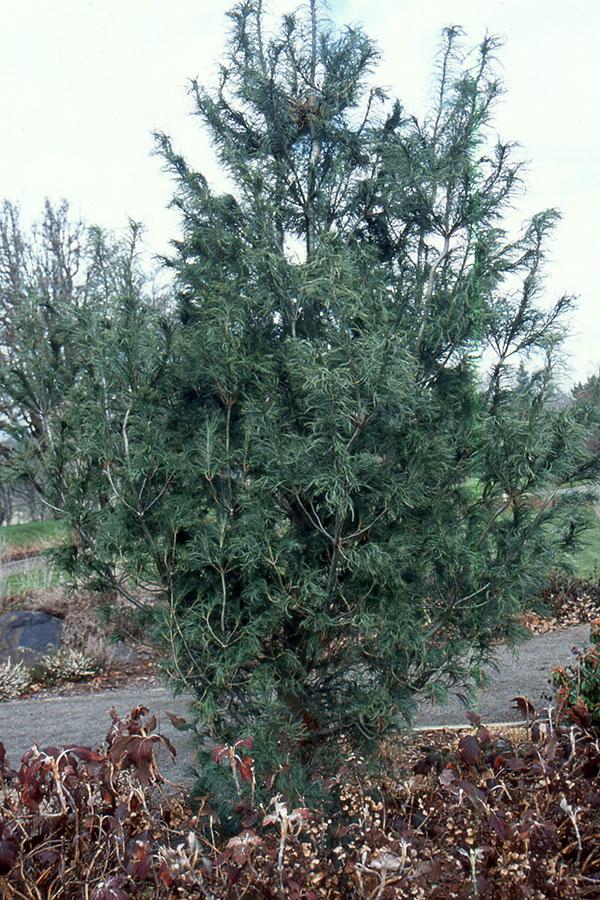 Pinus Strobus - View 23 from www redcrocus com