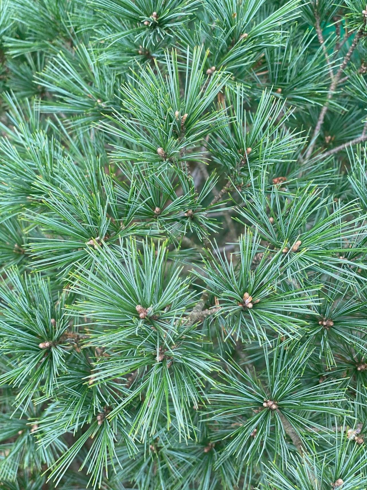 Pinus Strobus - View 24 from www redcrocus com