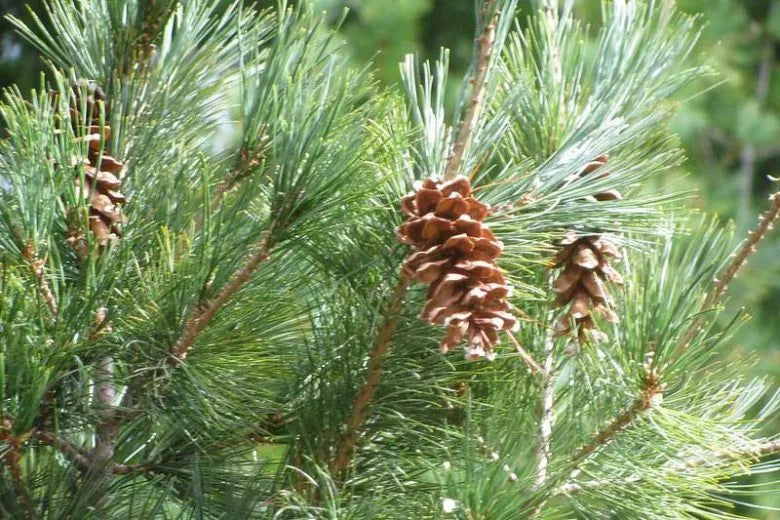Pinus Strobus - View 27 from www redcrocus com