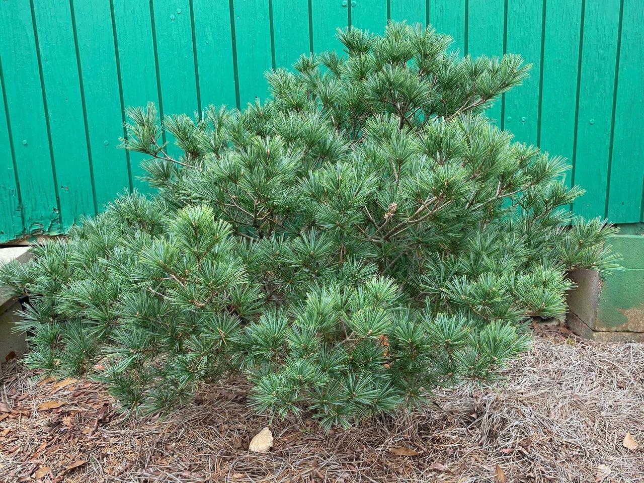 Pinus Strobus - View 28 from www redcrocus com