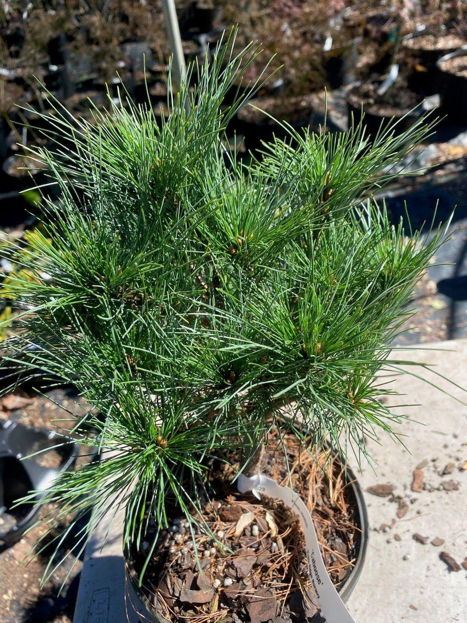 Pinus Strobus - View 29 from www redcrocus com
