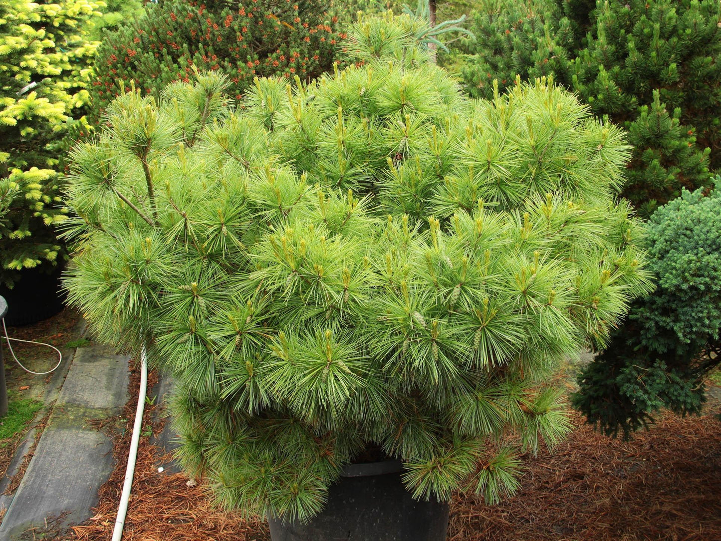 Pinus Strobus - View 2 from www redcrocus com