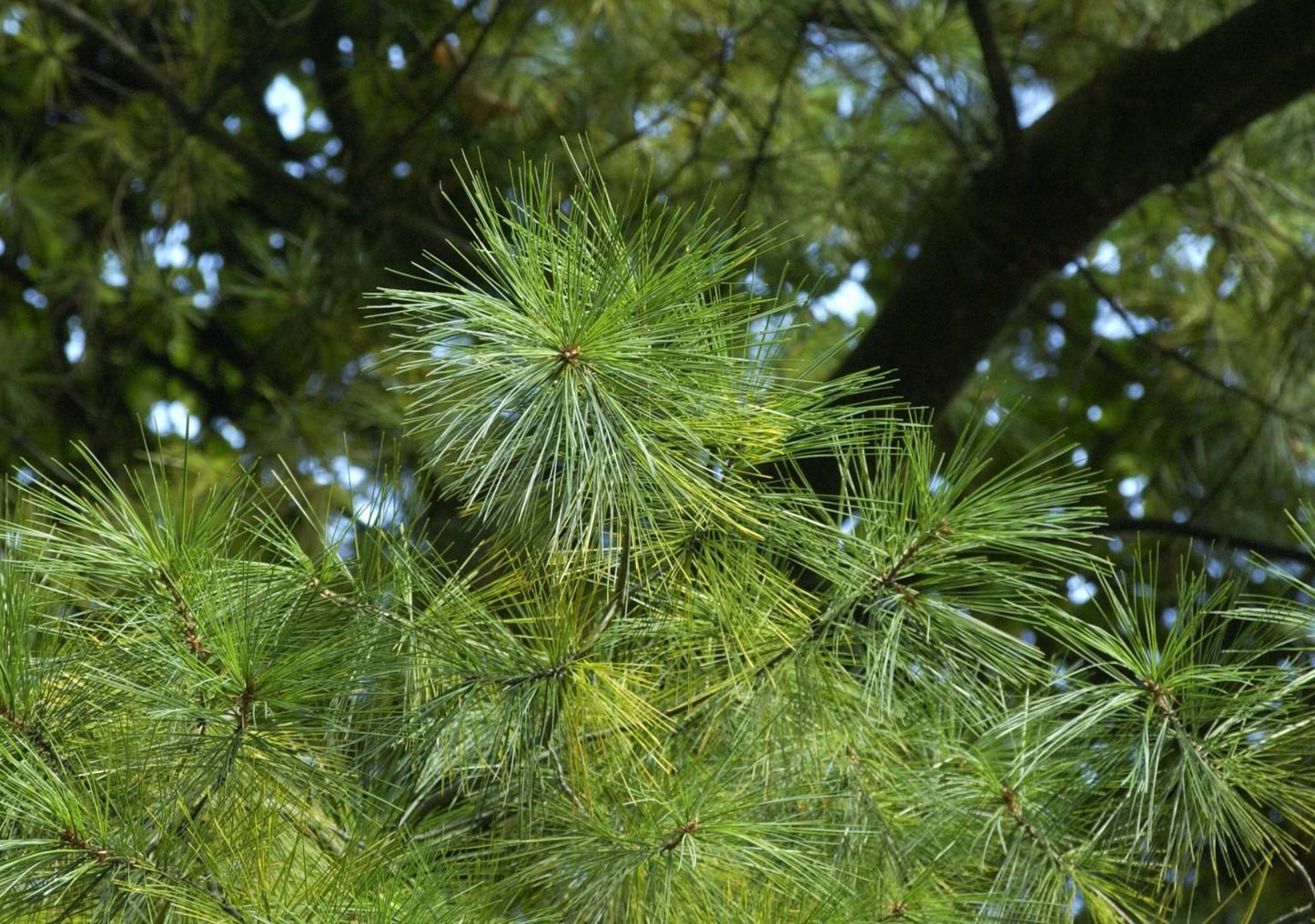 Pinus Strobus - View 30 from www redcrocus com