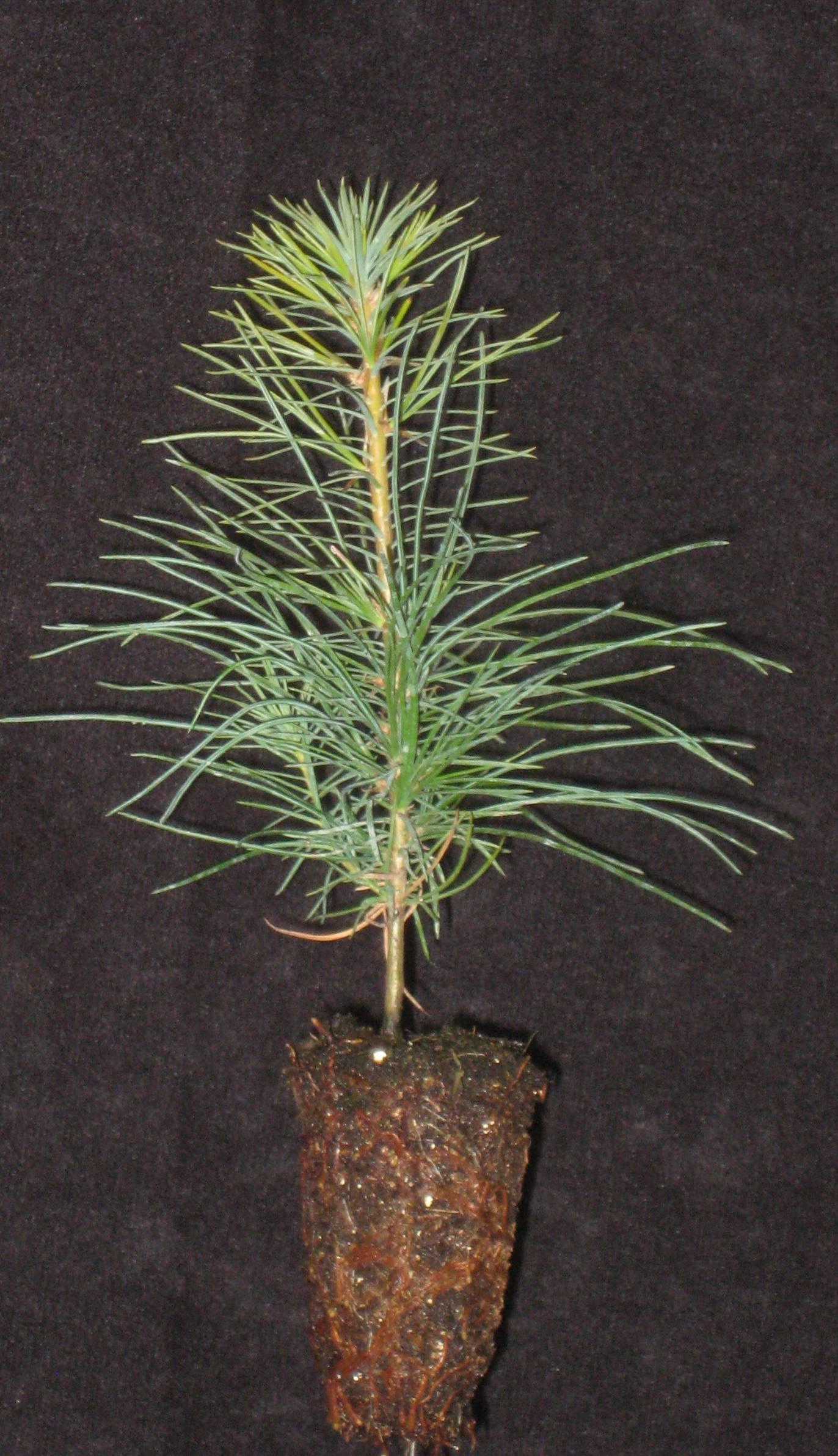 Pinus Strobus - View 32 from www redcrocus com