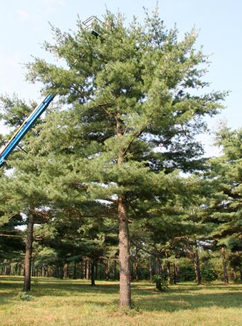 Pinus Strobus - View 33 from www redcrocus com