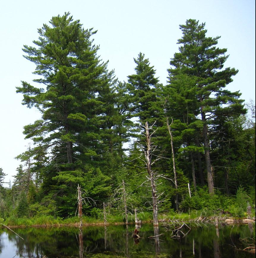 Pinus Strobus - View 34 from www redcrocus com