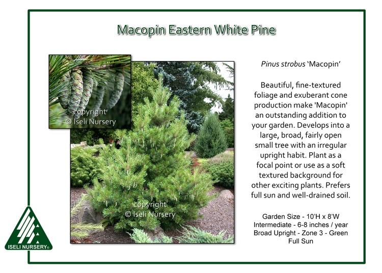 Pinus Strobus - View 36 from www redcrocus com