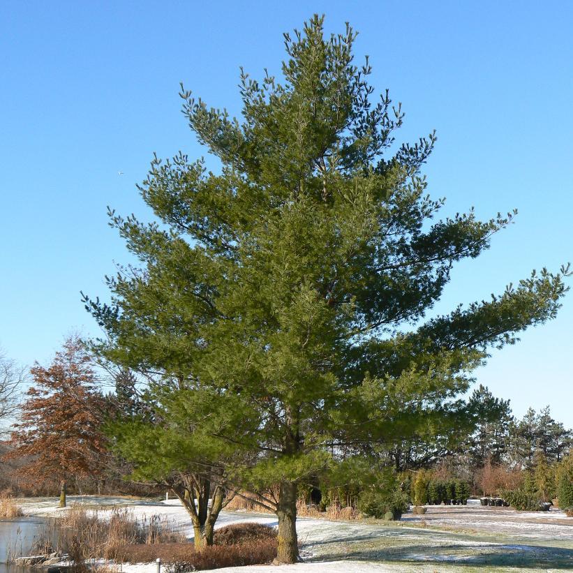 Pinus Strobus - View 37 from www redcrocus com