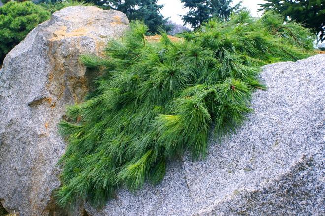 Pinus Strobus - View 38 from www redcrocus com