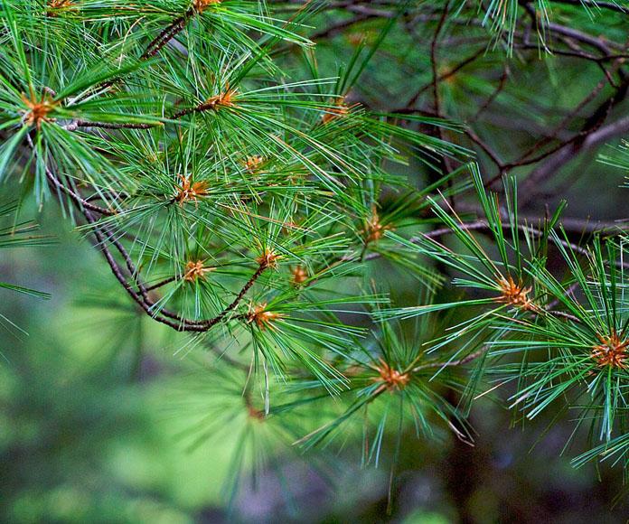 Pinus Strobus - View 3 from www redcrocus com