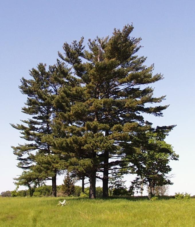 Pinus Strobus - View 5 from www redcrocus com