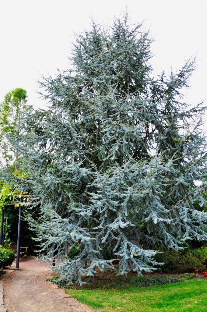 Cedrus Atlantica Glauca - View 2 from www redcrocus com
