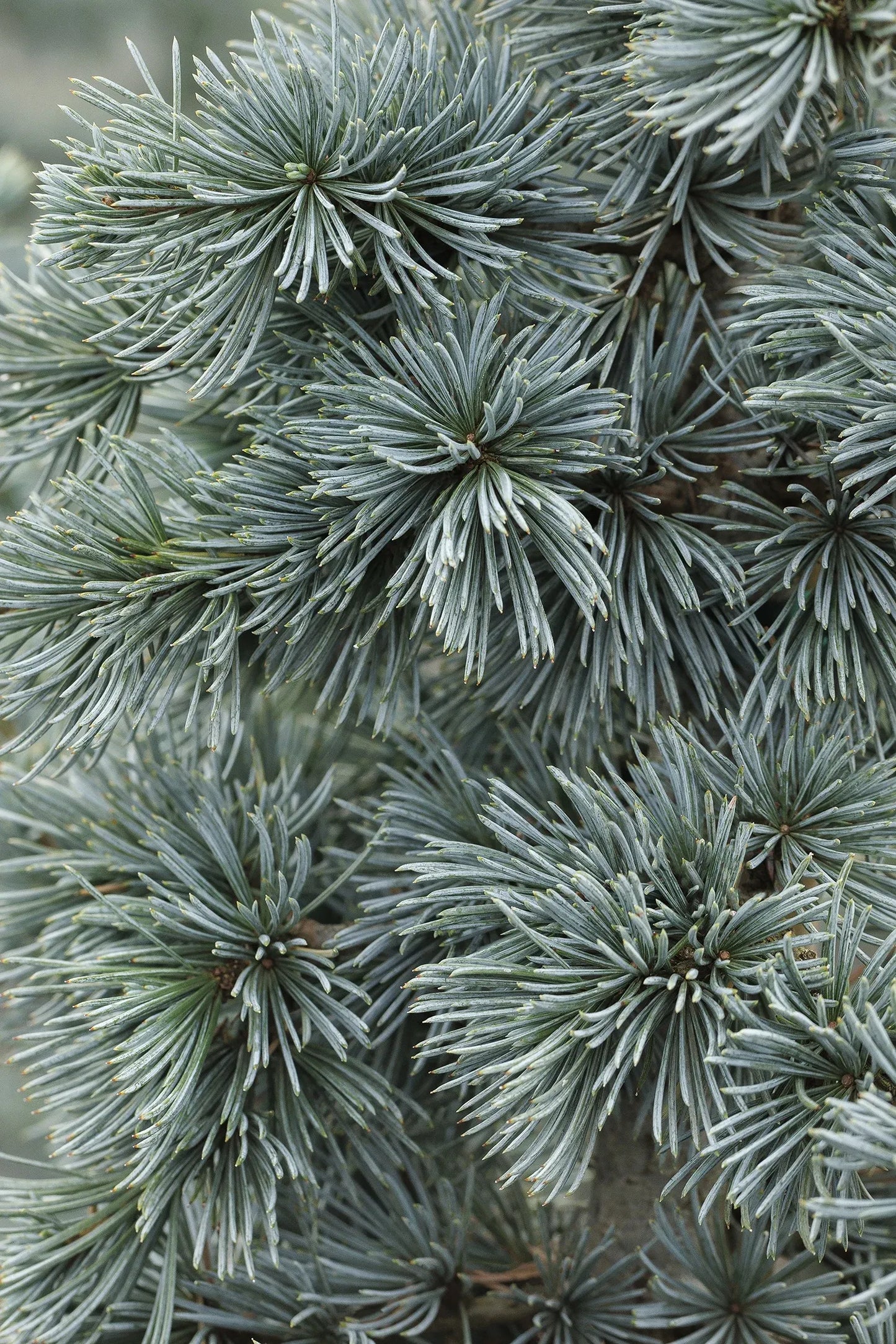 Cedrus Atlantica 'glauca' - View 12 from www redcrocus com