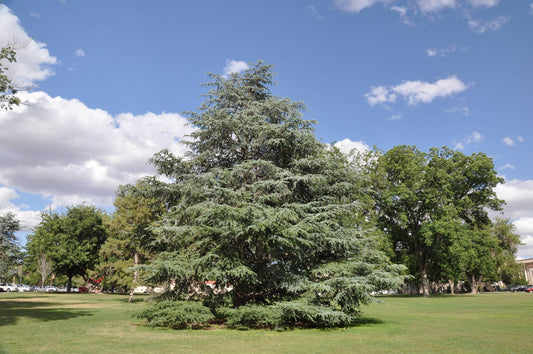 Cedrus Atlantica 'glauca' - View 1 from www redcrocus com