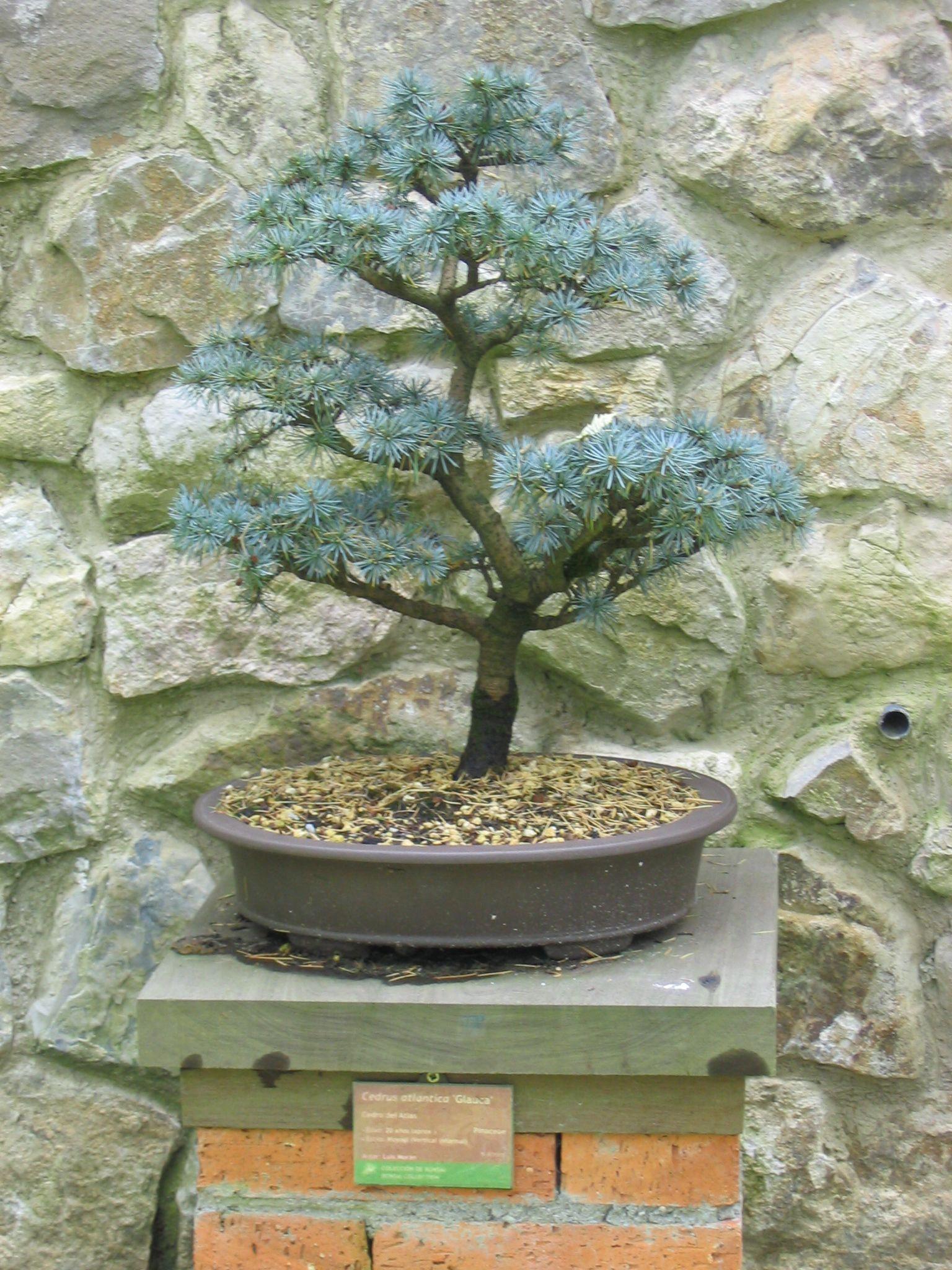 Cedrus Atlantica 'glauca' - View 28 from www redcrocus com