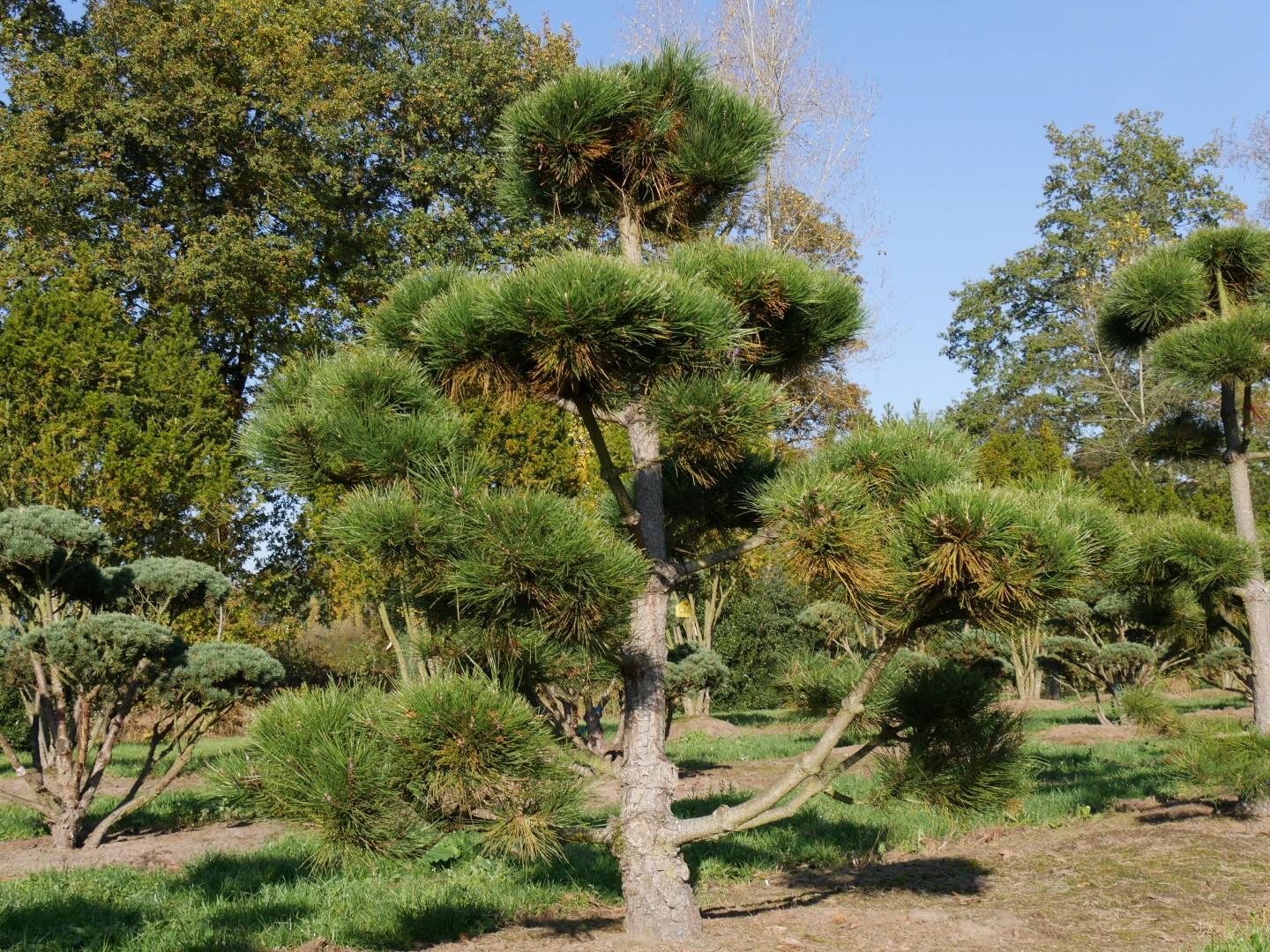 Pinus Nigra - View 11 from www redcrocus com
