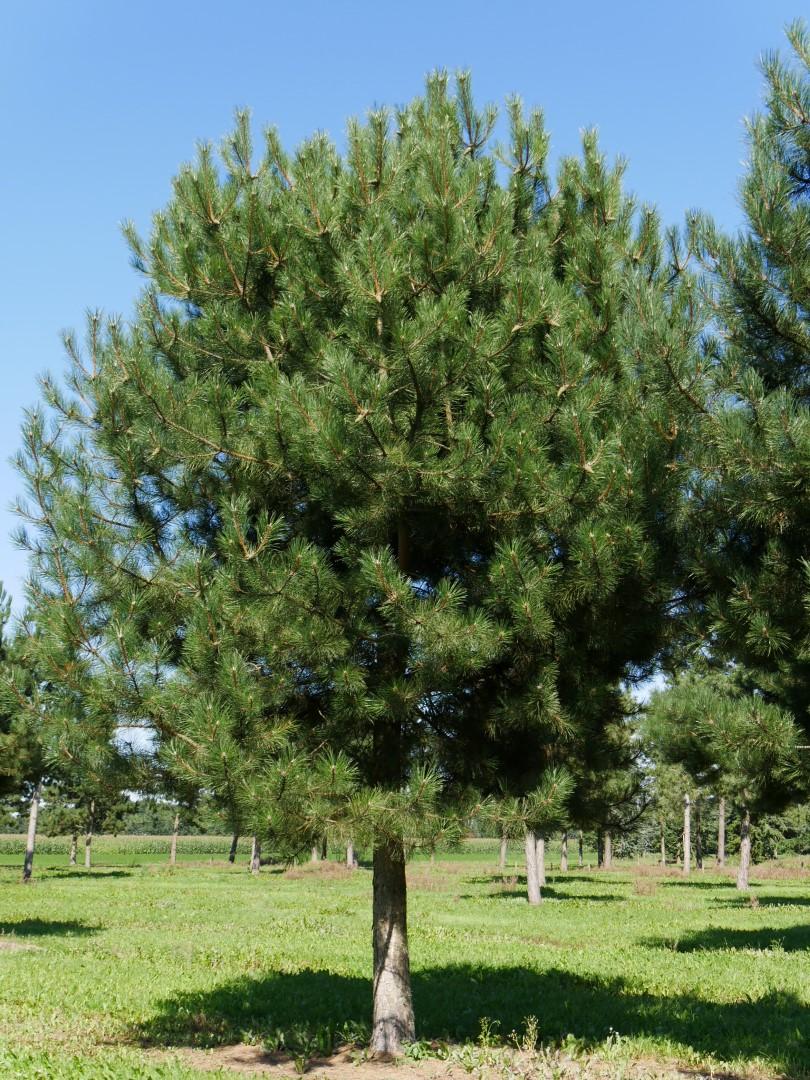 Pinus Nigra - View 13 from www redcrocus com