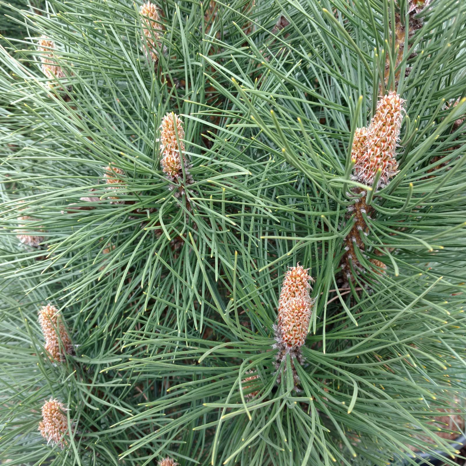 Pinus Nigra - View 14 from www redcrocus com