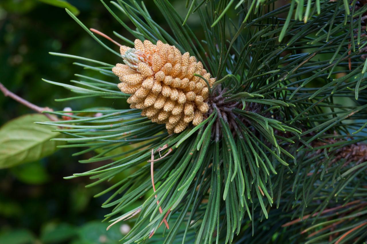 Pinus Nigra - View 15 from www redcrocus com