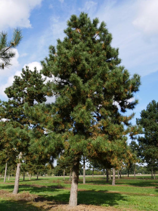 Pinus Nigra - View 1 from www redcrocus com