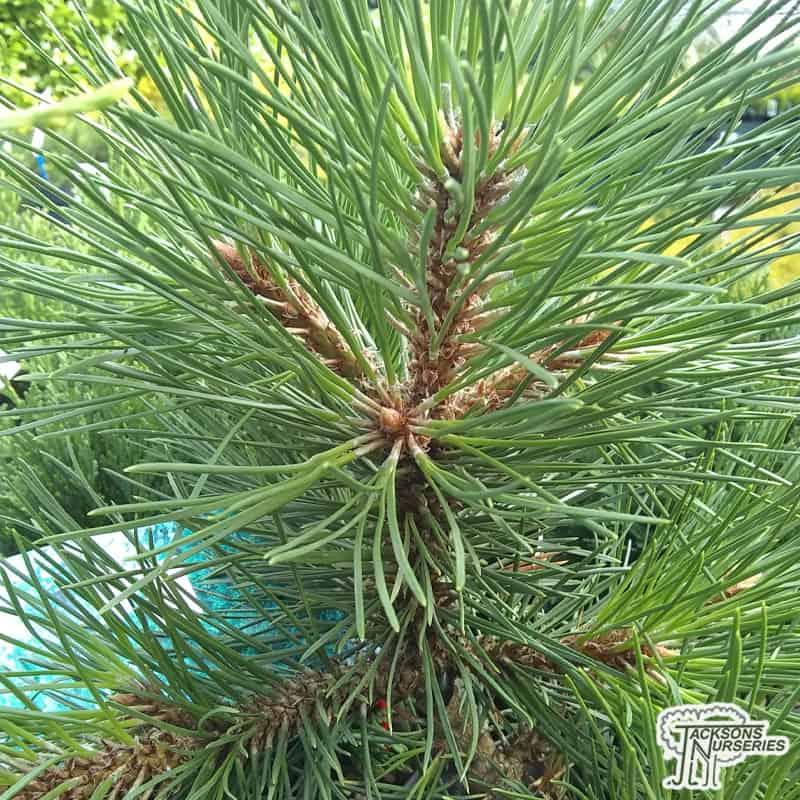Pinus Nigra - View 20 from www redcrocus com
