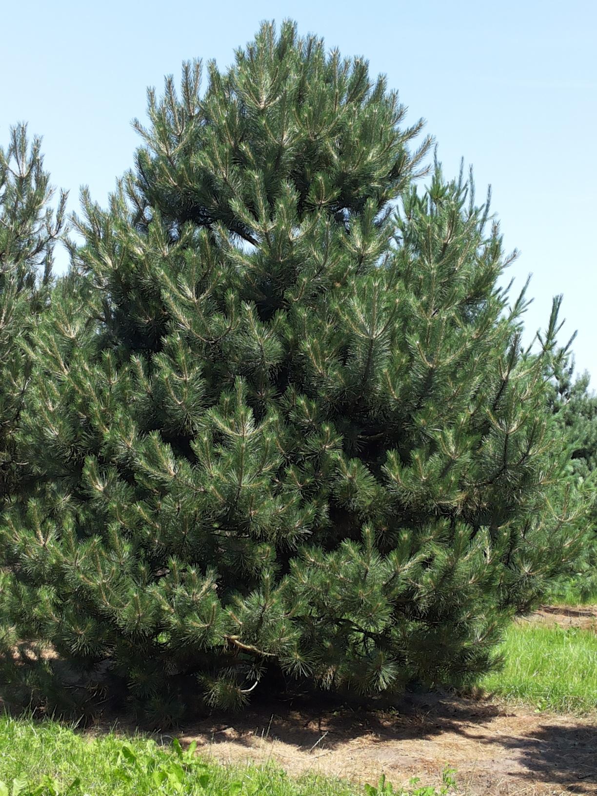 Pinus Nigra - View 3 from www redcrocus com