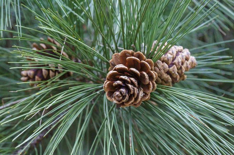 Pinus Nigra - View 8 from www redcrocus com
