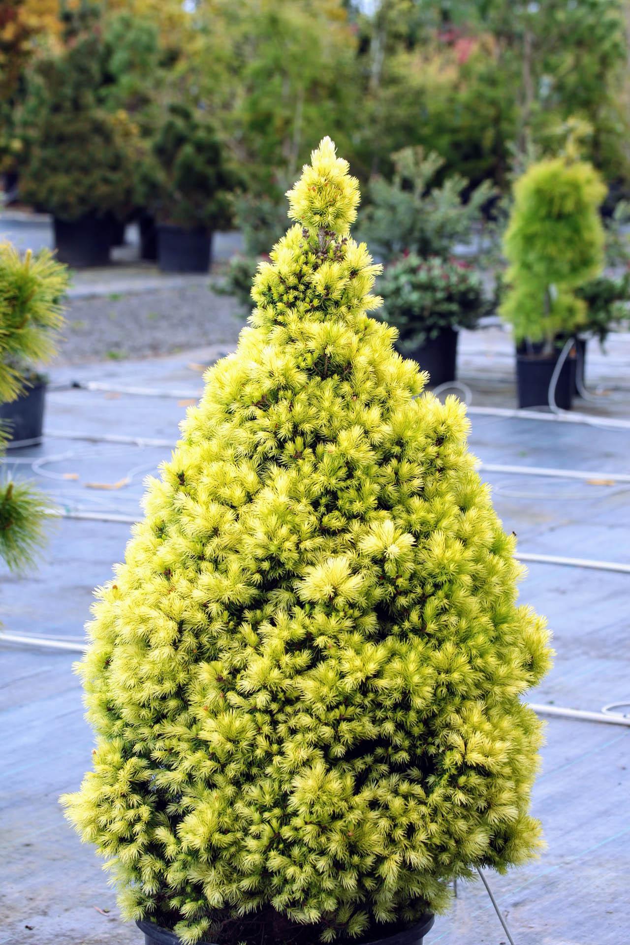 Picea Glauca - View 19 from www redcrocus com