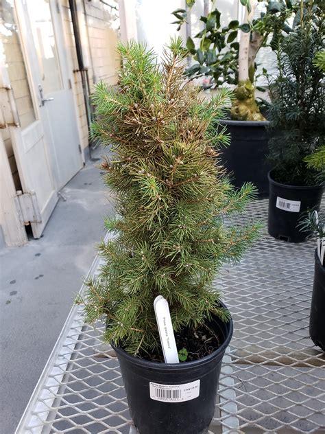 Picea Glauca - View 1 from www redcrocus com