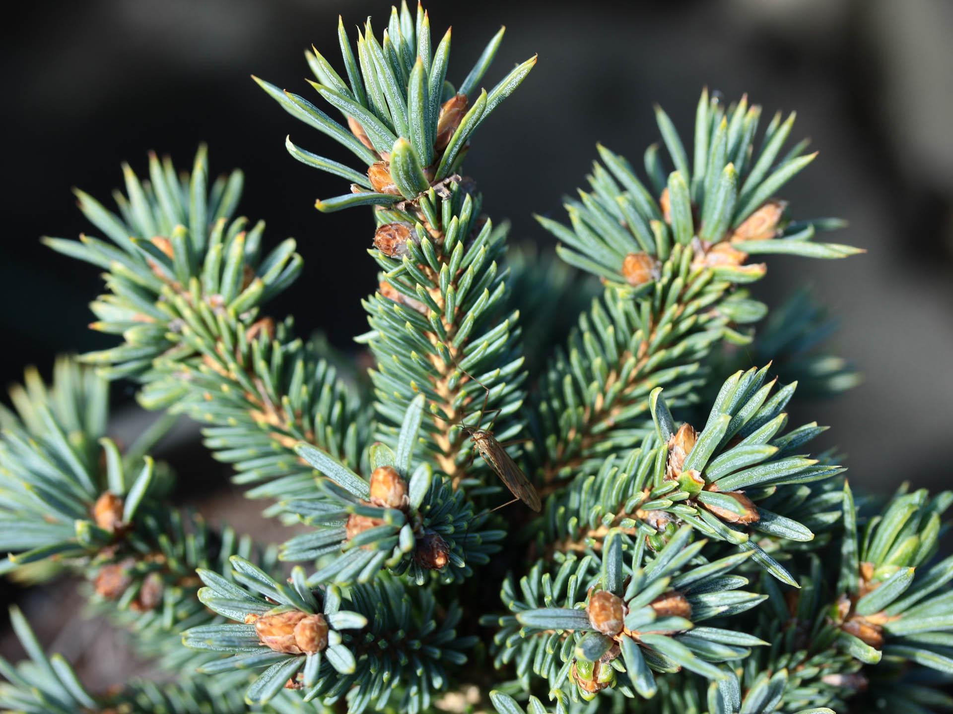 Picea Glauca - View 5 from www redcrocus com