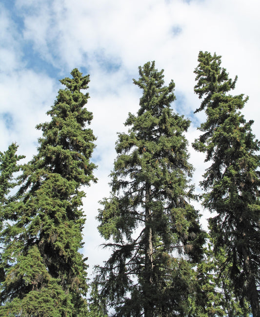 Picea Glauca - View 1 from www redcrocus com