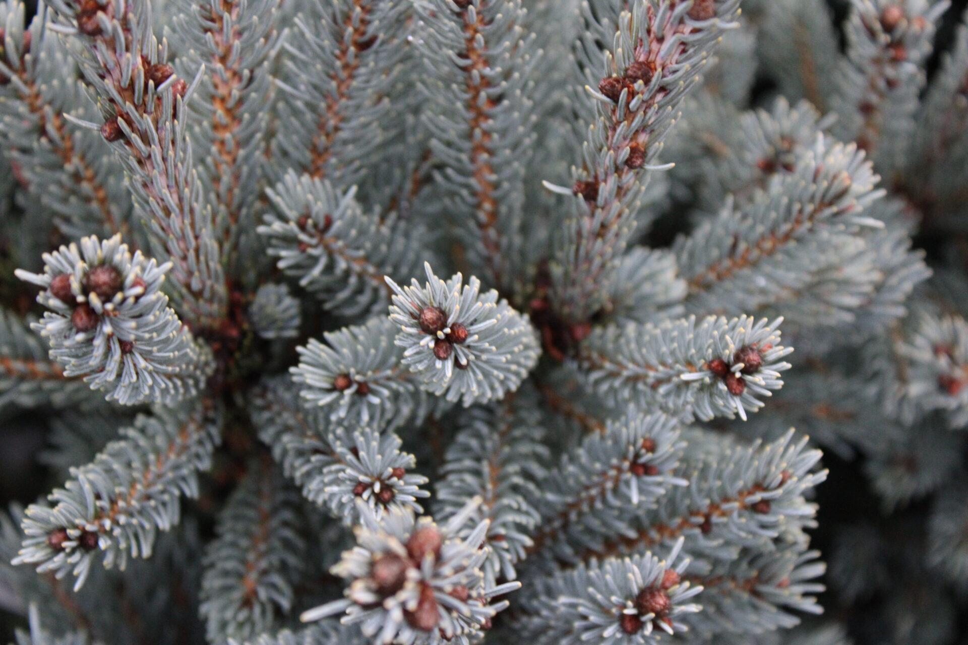 Picea Glauca - View 3 from www redcrocus com