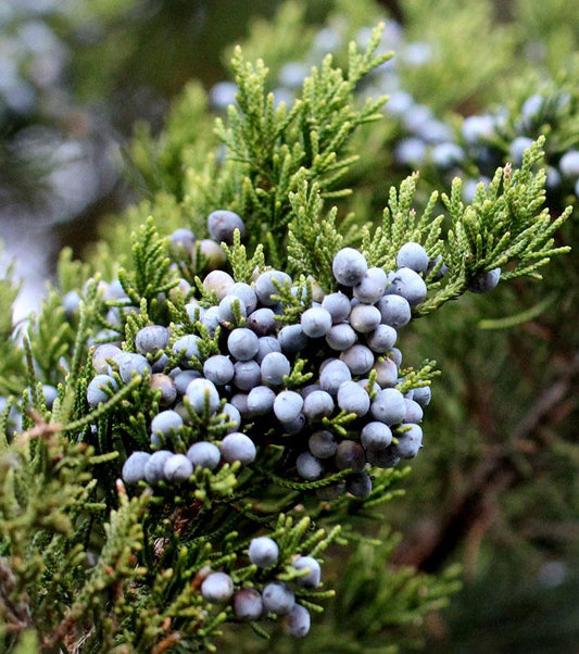 Juniperus Virginiana - View 1 from www redcrocus com