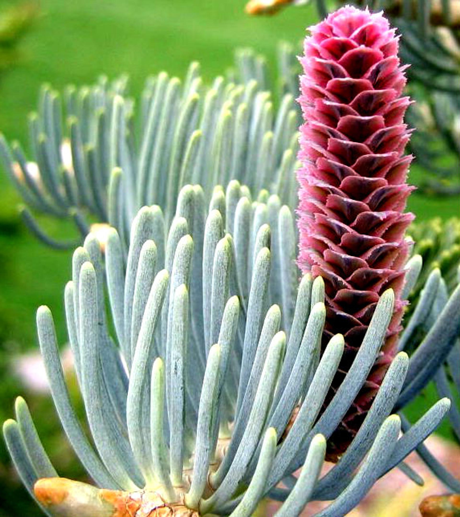 Abies Concolor - View 10 from www redcrocus com