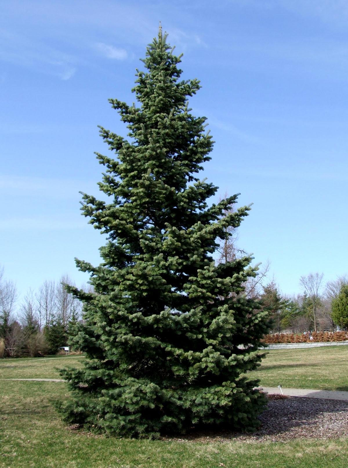 Abies Concolor - View 11 from www redcrocus com