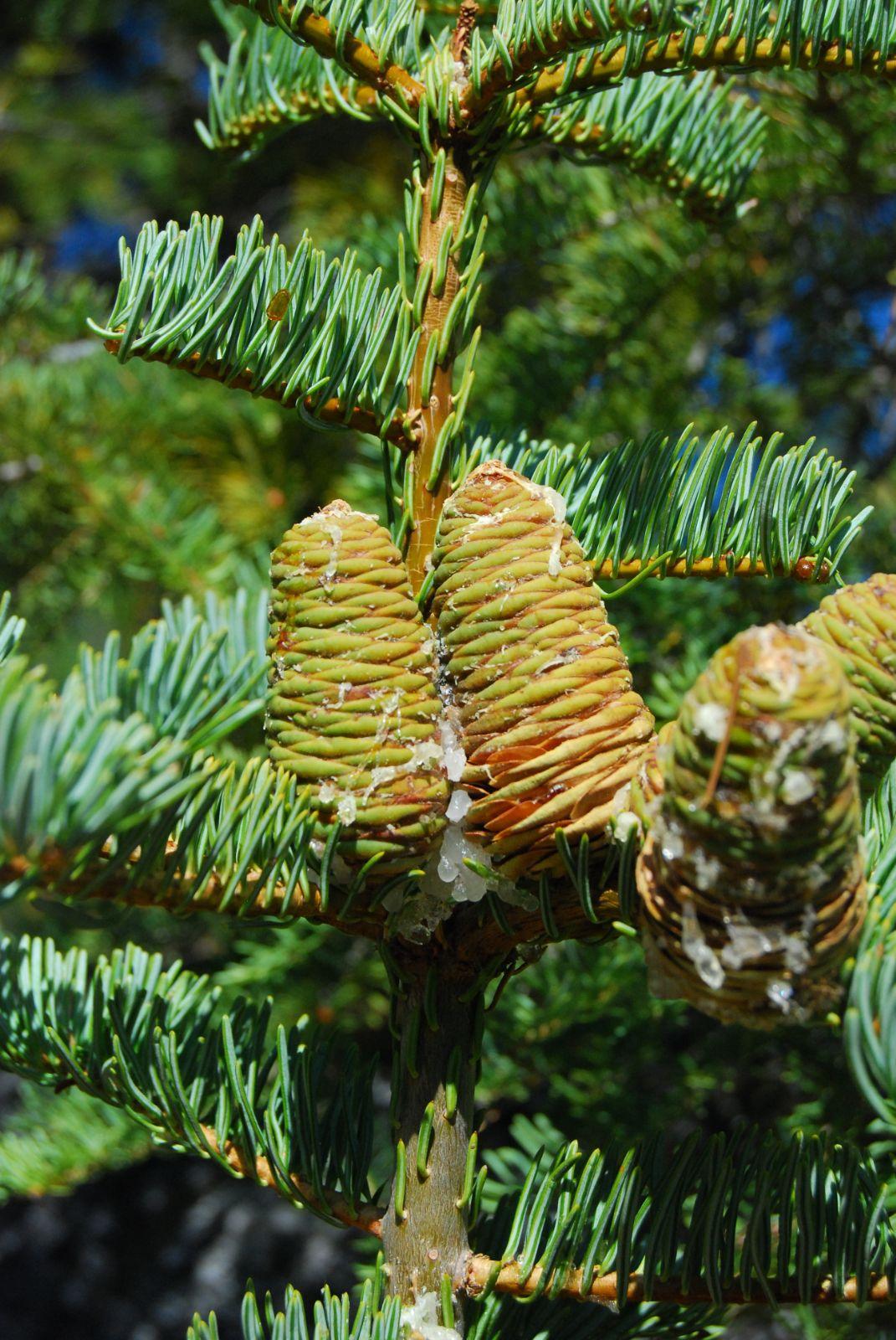 Abies Concolor - View 12 from www redcrocus com