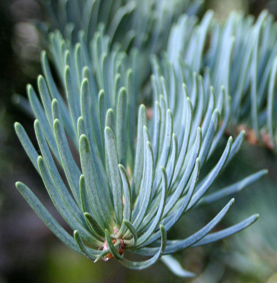 Abies Concolor - View 15 from www redcrocus com