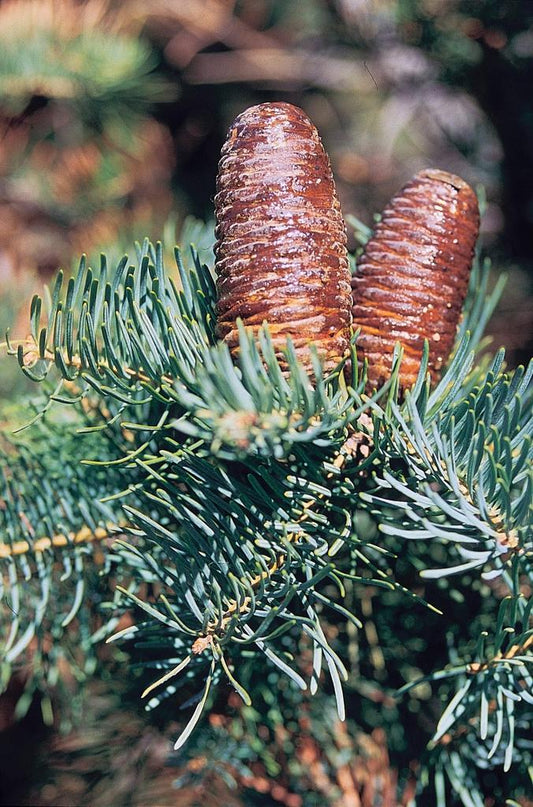 Abies Concolor - View 1 from www redcrocus com