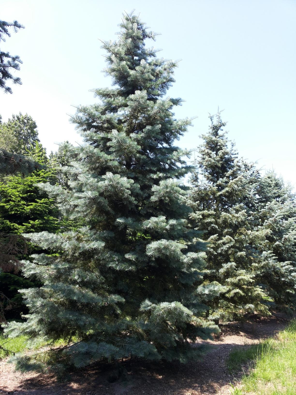 Abies Concolor - View 2 from www redcrocus com