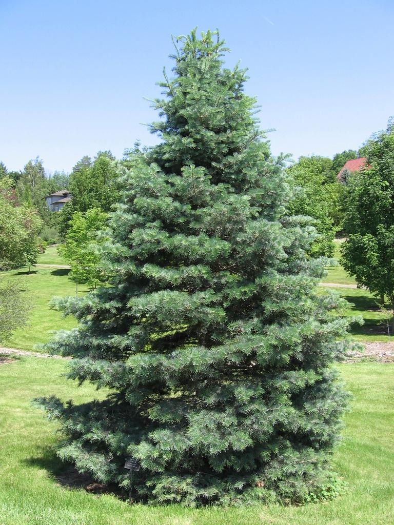Abies Concolor - View 4 from www redcrocus com