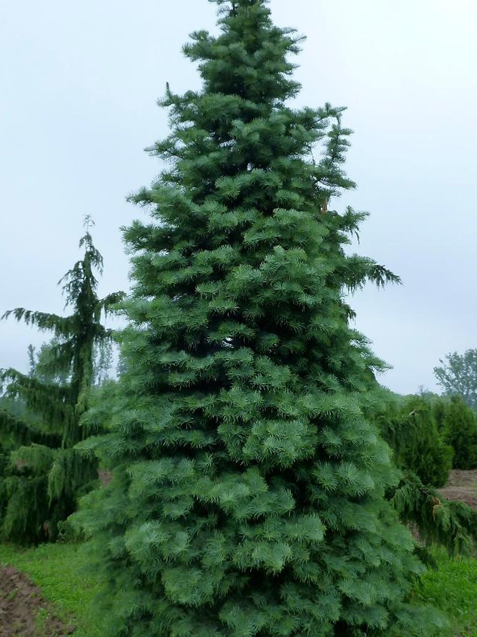 Abies Concolor - View 5 from www redcrocus com