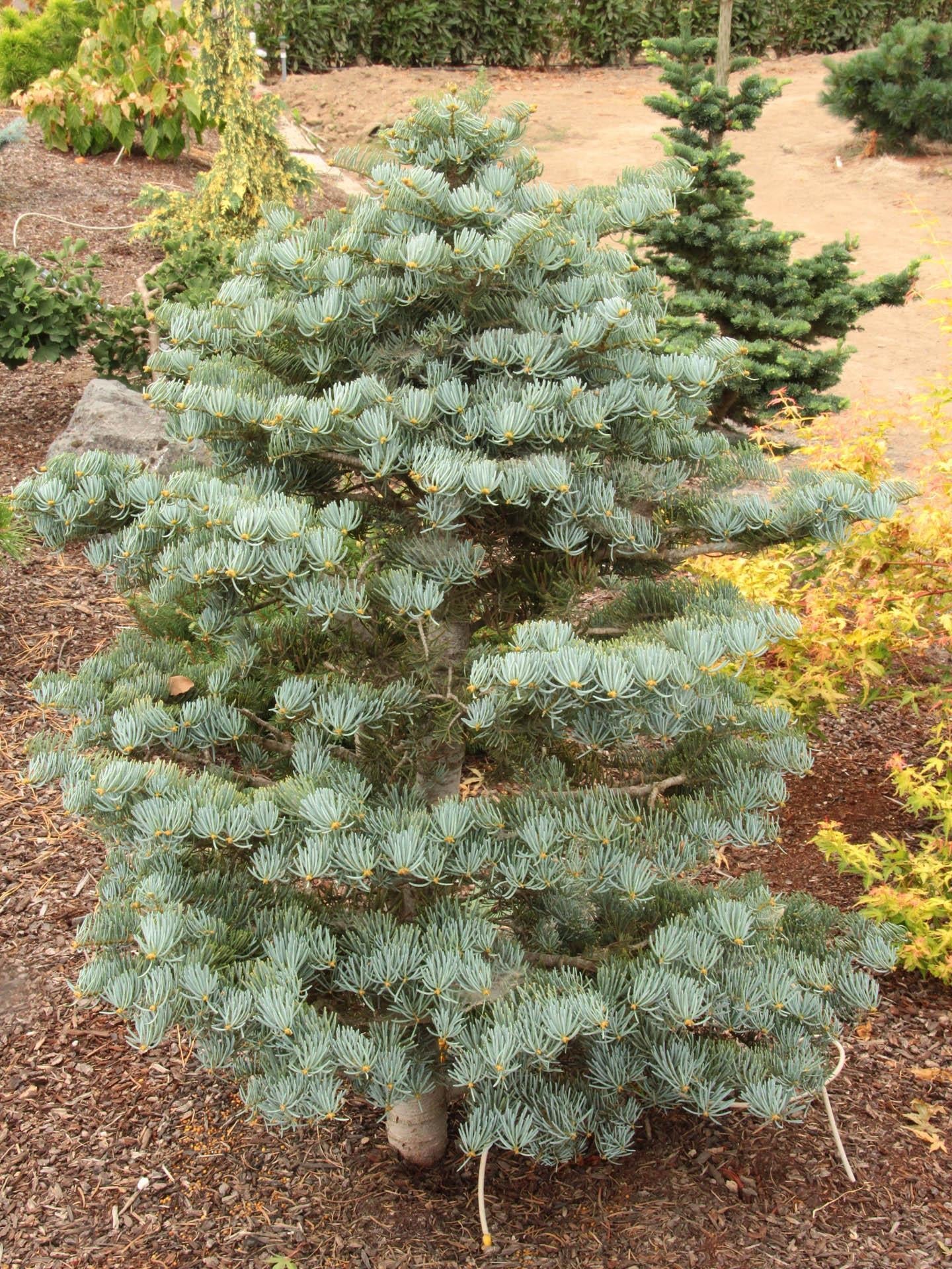 Abies Concolor - View 6 from www redcrocus com