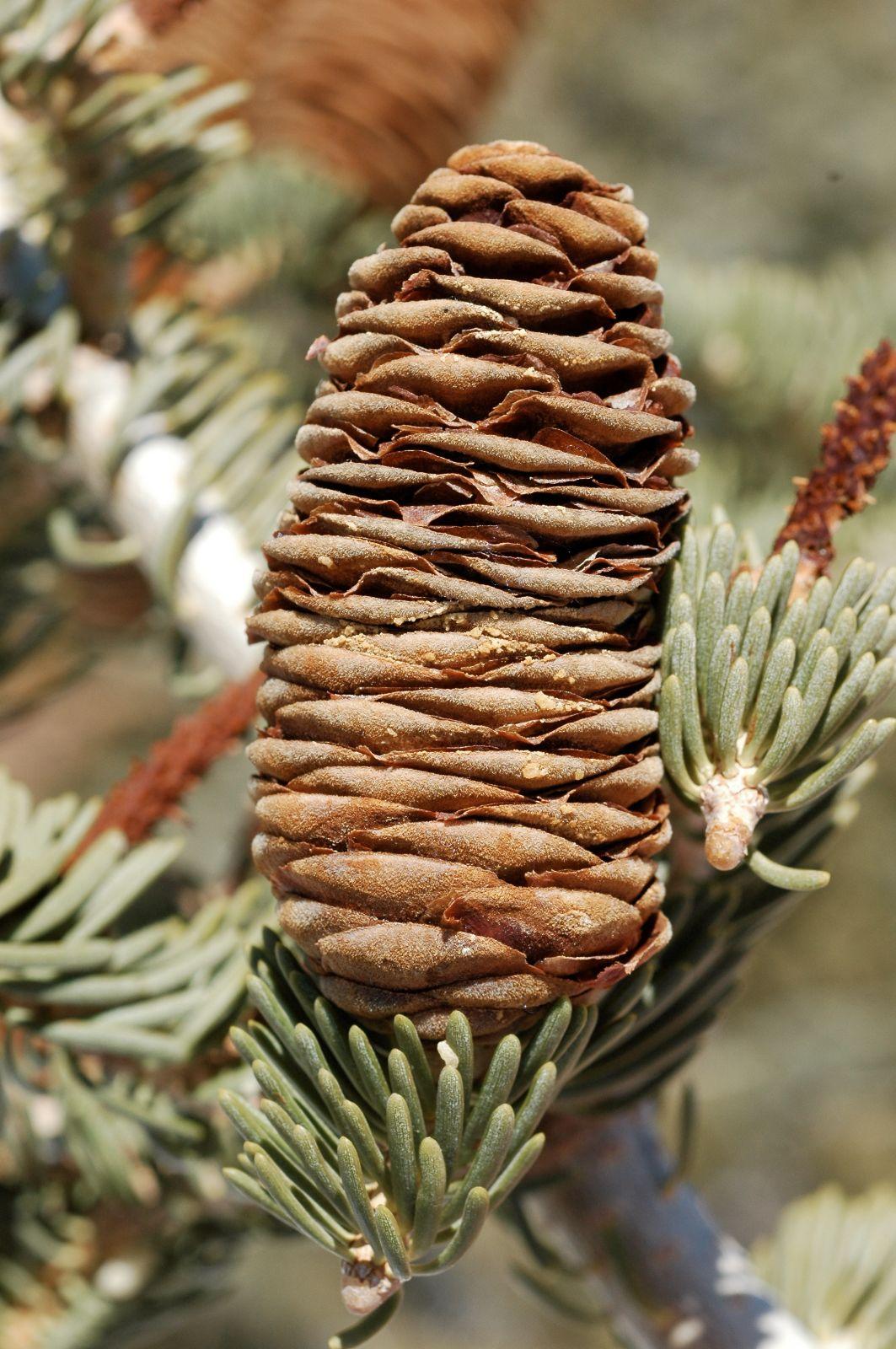 Abies Concolor - View 7 from www redcrocus com