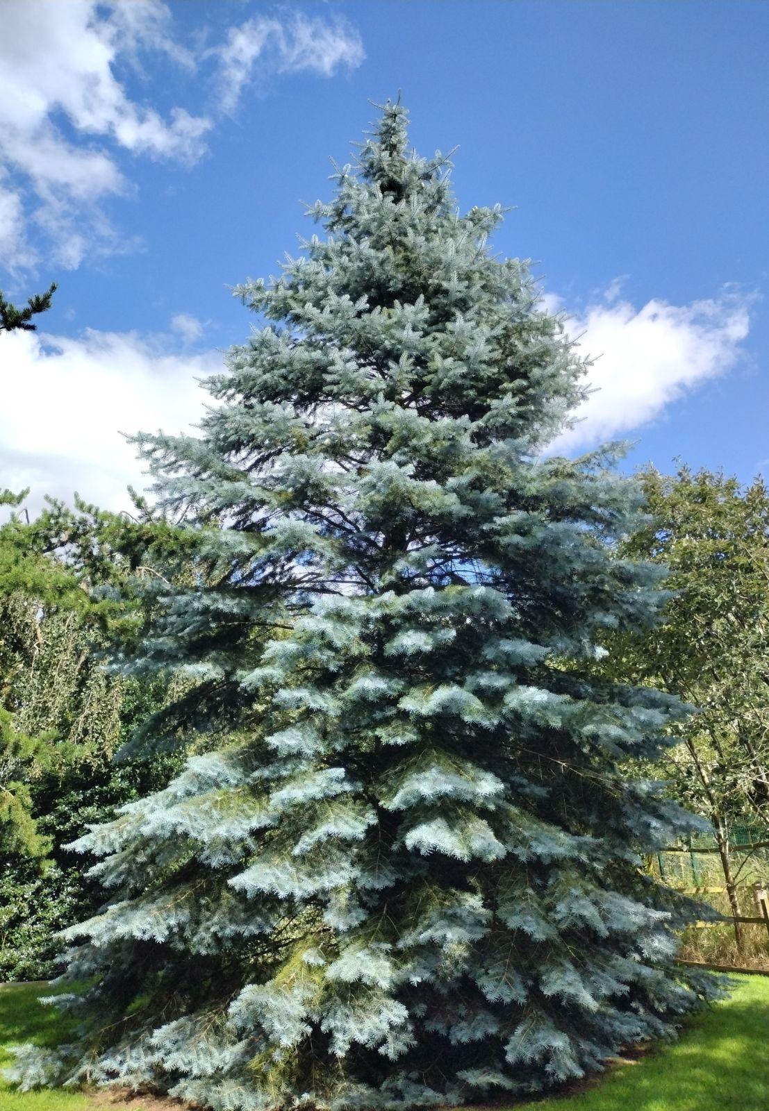 Abies Concolor - View 9 from www redcrocus com