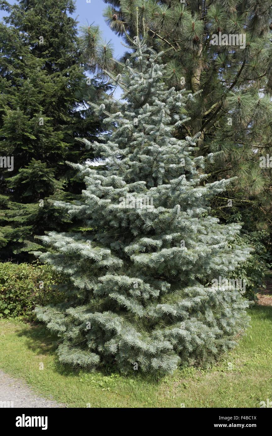 Abies Concolor - View 11 from www redcrocus com