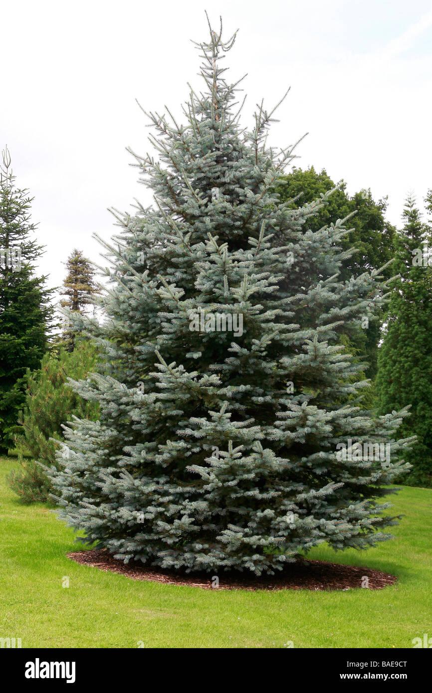 Picea Pungens Glauca - View 9 from www redcrocus com