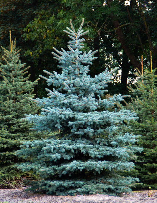 Picea Pungens Glauca - View 1 from www redcrocus com