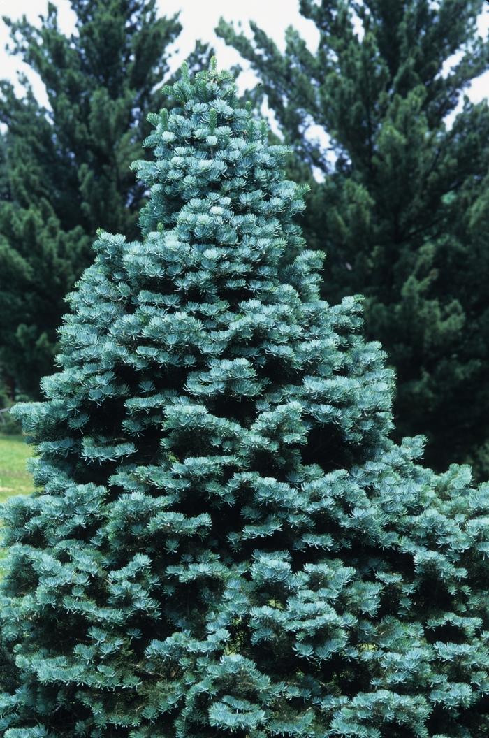 Abies Concolor - View 18 from www redcrocus com